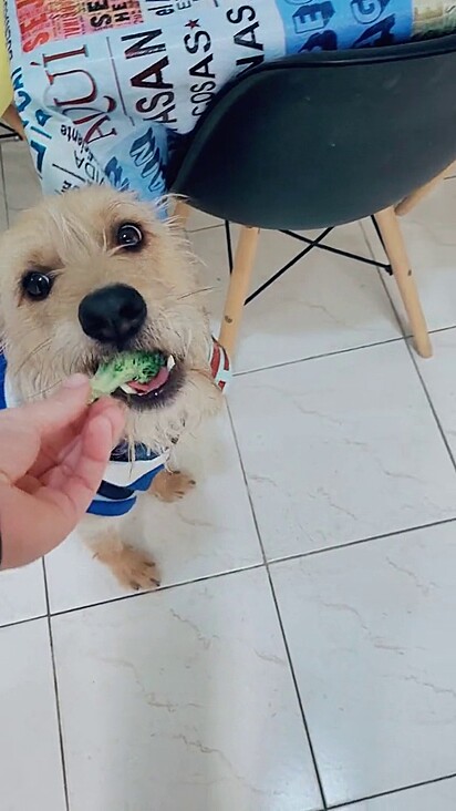 Bento abocanhando o brócolis.