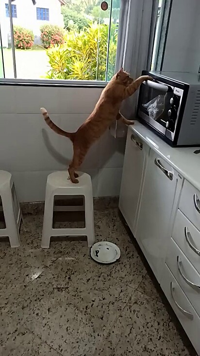 Tunico aprendeu abrir a porta do forno sozinho.