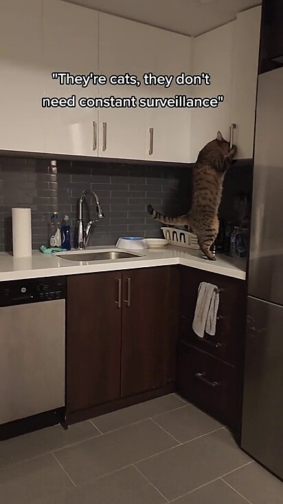 O gato abrindo o balcão da cozinha.