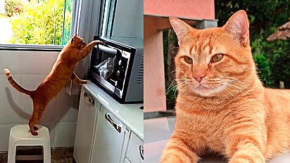 Gato laranja aprende a abrir porta de forno.