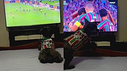 Cachorrinha adora assistir futebol e vibra quando seu time faz gol.