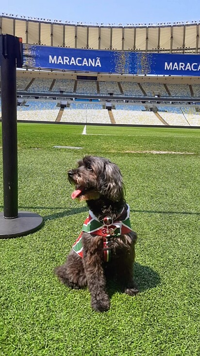 A pet ficou famosa por comemorar os gols do time Fluminense.
