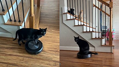 O gato não tem medo do aspirador e aproveitou para subir nele.