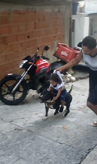 O cachorro american bully como um cavalinho levando a criança para a creche na garupa.