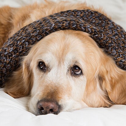 Se o seu cão treme de frio sem estar frio, isso é um sintoma de dor.