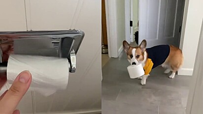 Cachorrinha da raça corgi aprende a buscar papel higiênico no banheiro para tutora.