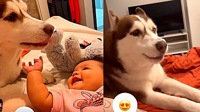 Husky siberiano conversa e faz bebê dar a risada mais fofa.