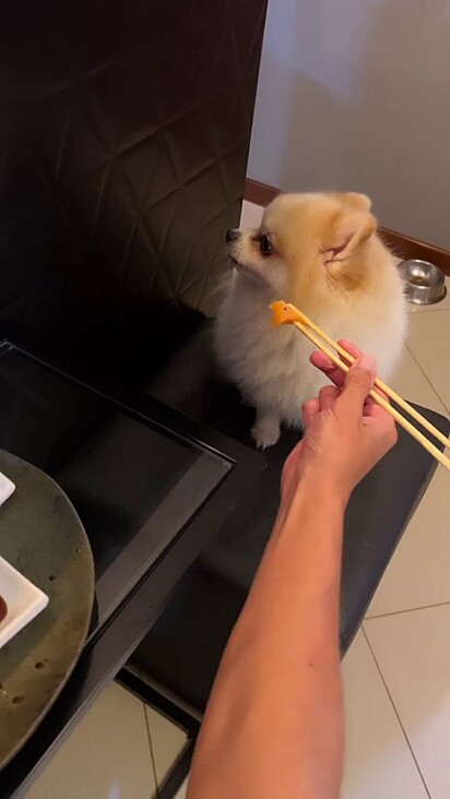 O cão está recusando sushi pois está sem molho shoyu.