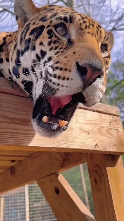 O jaguar está bocejando.