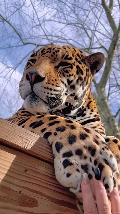 O jaguar se dá bem com os humanos.