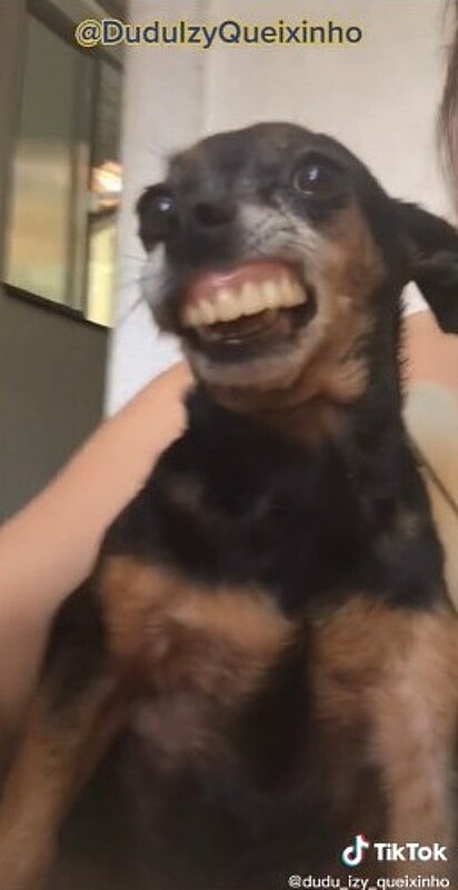 O cachorro Dudu com a dentadura na boca.