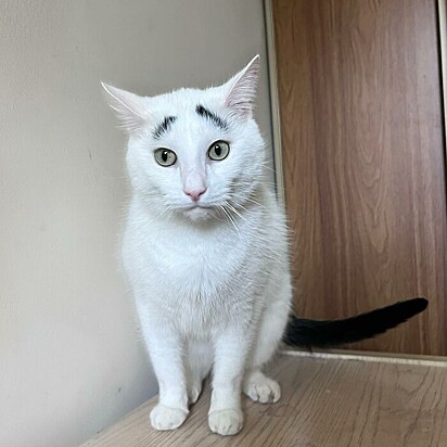 O gato possui uma pelagem branca, mas sua cauda e sobrancelhas são pretas.