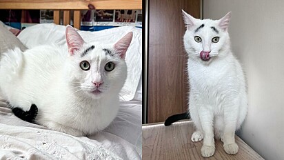 Gato branco conquista a internet com suas sobrancelhas pretas.