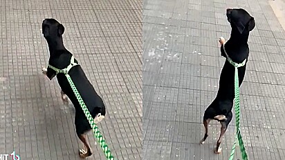 Cachorro chama a atenção das pessoas durante passeio na rua.