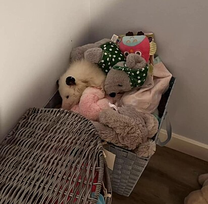 A gambá adora se esconder no cesto onde ficam guardados os bichinhos de pelúcia.