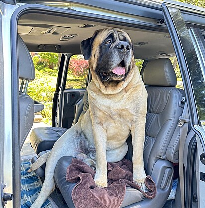 Fronky é um cachorro da raça mastim inglês de 90 kg que fez amizade com a carteira.