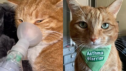 O gato recebeu o tratamento para a asma, incluindo nebulização.