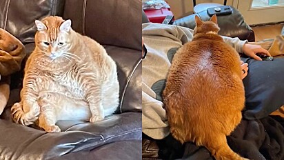 O gato com obesidade pesava 16 kg quando foi adotado.