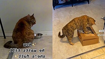 Gatinho não se conforma por irmão felino comer sua raçãozinha e revida.