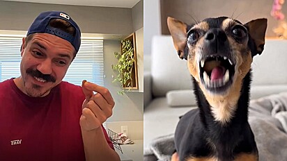 Vídeo mostra o que acontece com a maioria dos donos depois que dão petisco para os cães: eles correm comer no sofá.