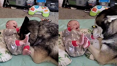 A interação de uma bebê com o cão da família da raça husky siberiano conquistou milhões de internautas.