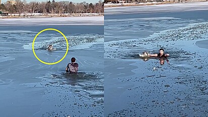 Caminhando em parque, homem avista cão preso em lago congelante e pula para resgatá-lo.