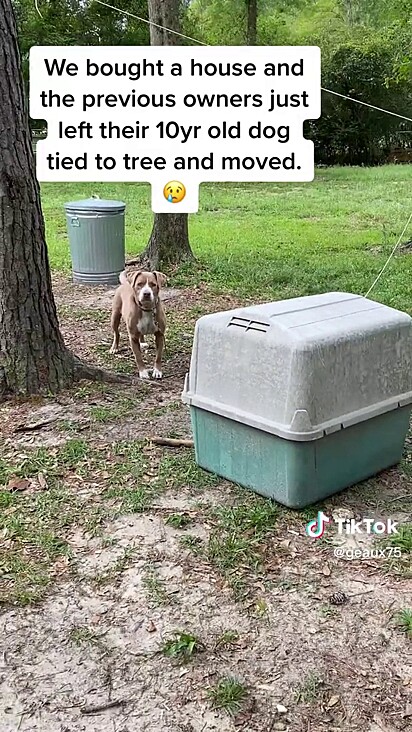 Molly foi abandonada por seu antigos donos sendo deixada amarrada em árvore no quintal.