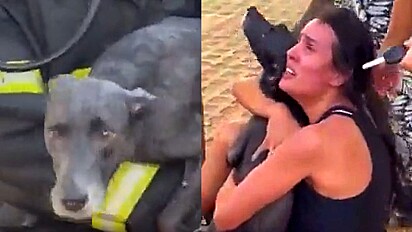 Bombeiros resgatam cachorra de apartamento em chamas. Dona abraça pet aliviada por ela estar bem.