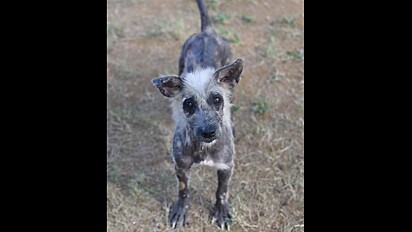 Cachorrinha que se parecia com hiena é resgatada nas ruas de Bali, na Indonésia. A pet é adotada por uma família canadense e vive seus melhores dias.