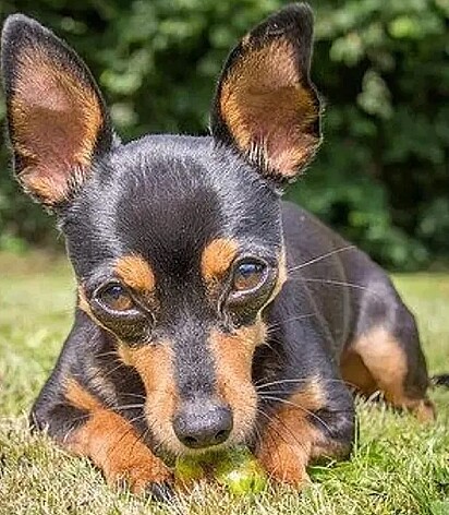 Ao ver o rottweiler se aproximando das crianças, Bili se colocou no meio para defendê-las.