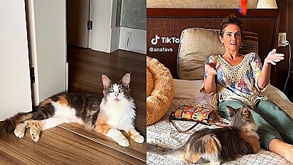Mulher adota gata e sua filha mostra em vídeo como sua mãe mima a felina.