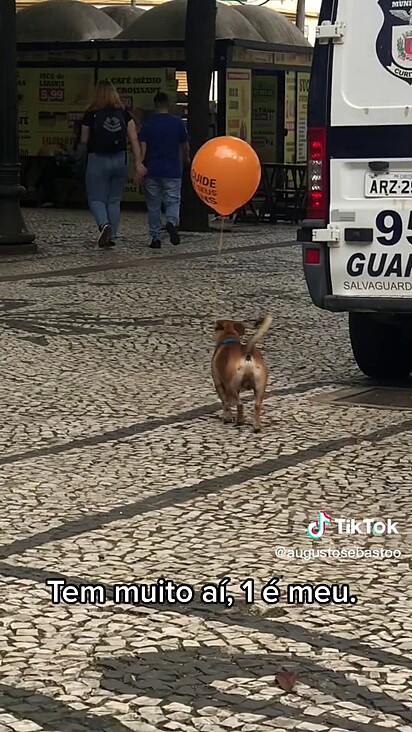 Caramelo rouba balão de evento municipal e sai passeando com ele preso na boca pelas ruas da cidade.