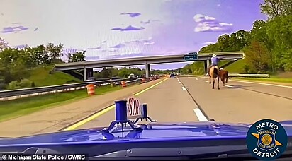 Vaca causou confusão na rodovia. 