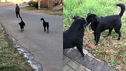 Os cães iguais se tornaram amigos.
