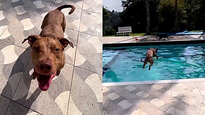 O pitbull Sebastian é conhecido por seu amor por piscinas e simpatia. Um verdadeiro destruidor de estereótipos que pitbulls são maus. 
