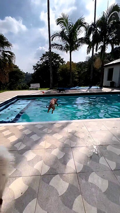 O pitbull Sebastian pula feliz na piscina. 