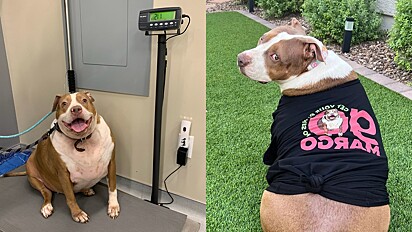 Pitbull resgatada das ruas pesando 54 kg, passa por processo de emagrecimento e perde 26 kg.