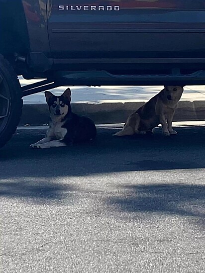 Protetora avista dois cães embaixo do carro.