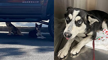 Cães são vistos embaixo de carro e protetora é chamada para resgatá-los. Um deles guardava uma doce surpresa.