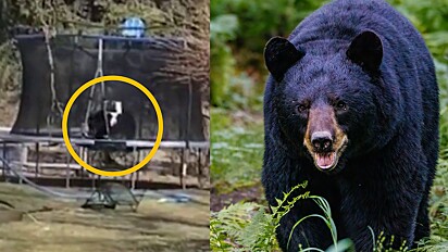 Urso preto é visto brincando em cama elástica de quintal por cerca de 3 horas.