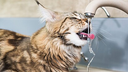 A torneira e o chuveiro oferecem algo que os gatos amam muito: água corrente. 