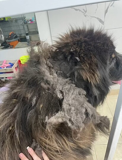 O cão da raça mastim tibetano chegou em péssimas condições no pet shop.