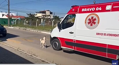 Ao redor da ambulância, o cão uivava desesperadamente por querer estar junto do seu dono.