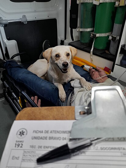 O cão recebeu permissão para acompanhar seu dono na ambulância.