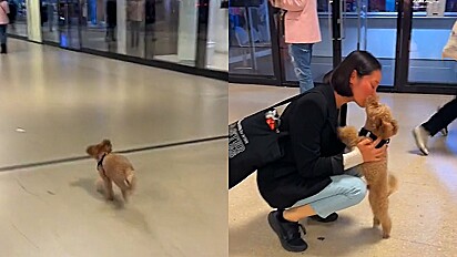 Cachorro da raça poodle toy corre em disparada para abraçar tutora em aeroporto.