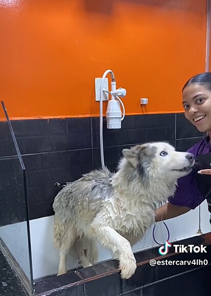 Em vídeo, Ester mostra por que o banho do husky siberiano é caro.
