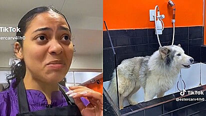 Em vídeo, mulher mostra por que o banho de cão da raça husky siberiano é caro.