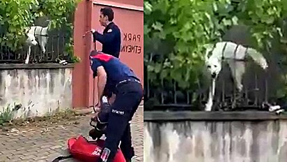 Transeuntes acionam bombeiros para socorrer cão preso por entre as grades do portão de casa. Durante resgate, cão apronta e leva a todos as gargalhadas.