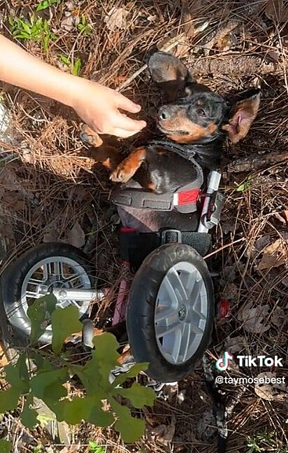 O cachorro capotou com a cadeira de rodas.
