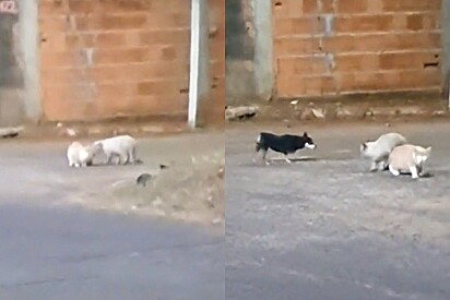 Gato arranja briga na rua e sua irmã canina corre para socorrê-lo.
